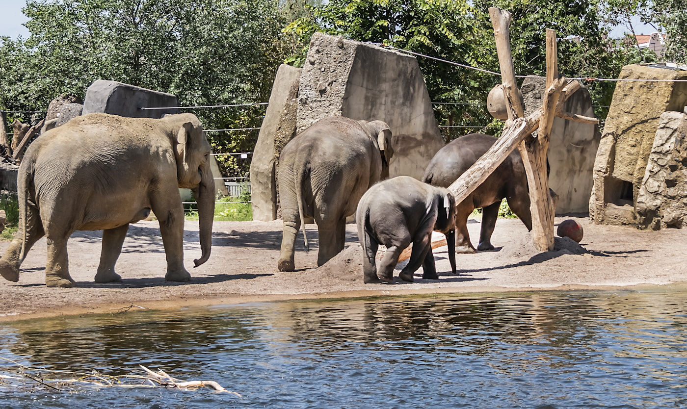 Elephants in a zoo.
