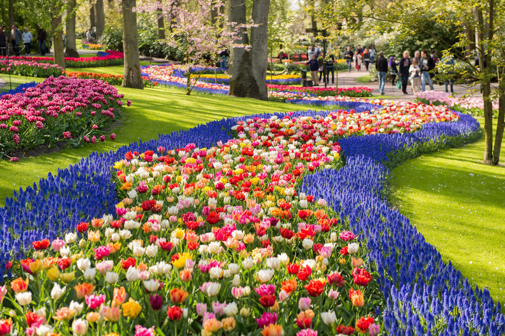Flower beds in Keukenhof.