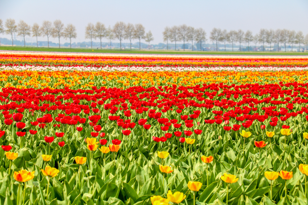 Flowers in the Netherlands.