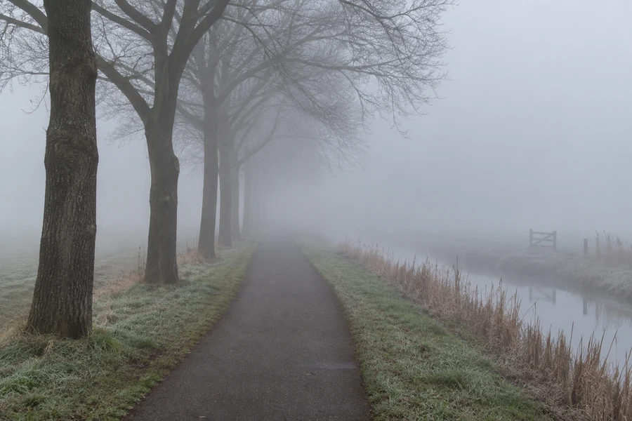 Trees disappear into dense fog.