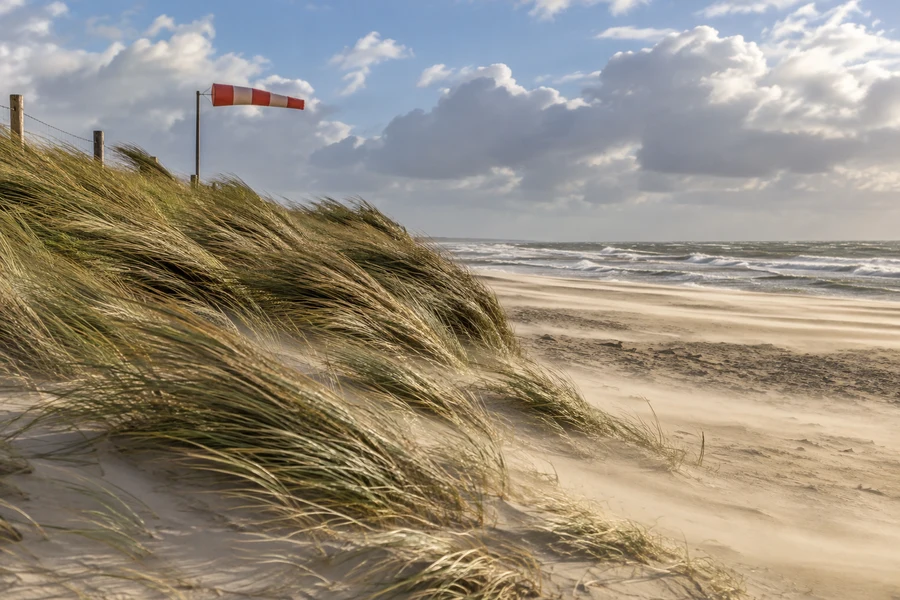 Wind bends dune grasses along the coast.